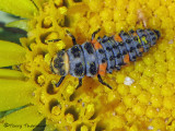 Coccinella septempunctata - Seven-spot Lady Beetle larva 1a.jpg
