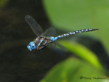Rhionaeschna  multicolor - Blue-eyed Darner in flight 1a.jpg