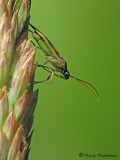 Miridae - Plant bug A2a.jpg