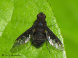 Bombyliidae - Bee fly D1a.jpg