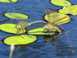 Anax junius - Common Green Darner pair ovipositing 5a.jpg