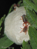 Erythraeidae - Velvet mite A1a.jpg