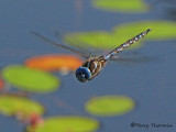 Rhionaecshna  multicolor - Blue-eyed Darner in flight 5a.jpg