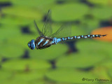 Rhionaecshna  multicolor - Blue-eyed Darner in flight 6a.jpg