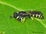Crabro latipes - Square-headed Wasp 1a.jpg
