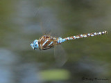 Rhionaecshna  multicolor - Blue-eyed Darner female in flight 1a.jpg