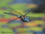 Rhionaecshna  multicolor - Blue-eyed Darner in flight 8a.jpg