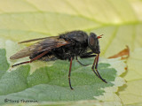 Pseudoerinna jonesi - Pelecorhynchid fly 1a.jpg