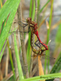 Sympetrum pallipes - Striped Meadowhawk mating pair 1a.jpg