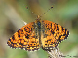 Phyciodes mylitta - Mylitta Crescent 1a.jpg