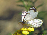 Neophasia menapia - Pine White 1a.jpg