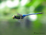 Anax junius - Common Green Darner in flight 2b.jpg