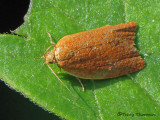 Acleris minuta - Yellowheaded Fireworm 1a.jpg