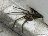 Agelenopsis sp. - Funnel Weaving Spider A2.JPG
