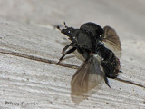 Histeridae - Clown Beetle A3a.jpg