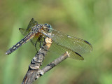 Pachydiplax longipennis - Blue Dasher female 4a.jpg