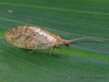 Lacewings and Antlions of B.C.