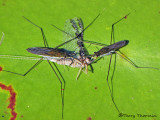 Gerris, buenoi - Blue-winged Striders feeding on mayfly A1a.jpg