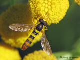Sphaerophoria sp. - Flower Fly A1a.jpg
