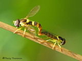 Sphaerophoria sp. - Flower Flies in copula A2a.jpg