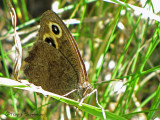 Cercyonis pegala - Common Wood Nymph 1a.jpg