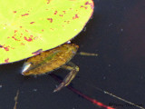 Lethocerus americana - Giant Water Bug nymph 1a.jpg