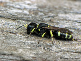 Ectemnius sp. - Square-headed Wasp A2b.jpg