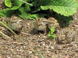 California Quail chicks 1b.jpg