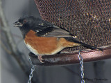 Spotted Towhee 12a.JPG