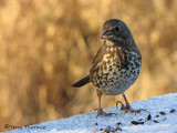 Fox Sparrow12a .JPG