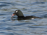 White-winged Scoter 10a.jpg