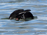 White-winged Scoter diving 1a.jpg