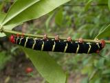 Sphinx Moth caterpillar.JPG