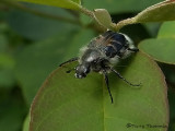 Bee Scarab -  Trichiotinus assimilis 1.JPG