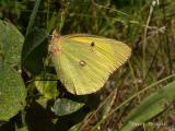 Colias interior - Pink-edged Sulphur .JPG