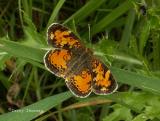 Phyciodes cocyts - Northern Crescent.jpg