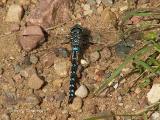 Aeshna interrupta - Variable Darner .JPG