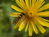 Sphaerophoria sp. - Flower Fly A1.jpg