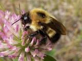 Bombus sp. - Bumblebee .JPG