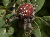 Araneus trifolium - Shamrock Spider.jpg