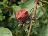 Araneus gemmoides - Cat-faced or jewel spider 1.jpg