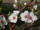 Apple blossoms.JPG