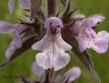 Hairy Hedge-nettle.JPG