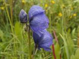 Monkshood.JPG