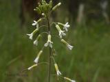 Reflexed Rock Cress.jpg