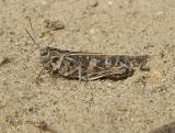 Metator pardalinus - Blue-legged Grasshopper 1.jpg