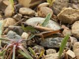 Chorthippus curtipennis - Marsh Meadow Grasshopper 2.jpg