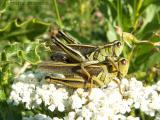 Melanoplus bivittatus - Two-striped Grasshoppers mating 1.JPG