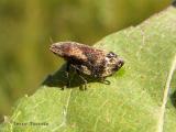 Lepyronia quadrangularis - Diamond-backed Spittlebug .jpg