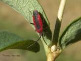 Caragana Plant Bug - Lopidea dakota 1.jpg